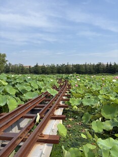 绿意盎然瓜田