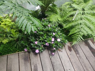 木质平台旁的绿植花卉