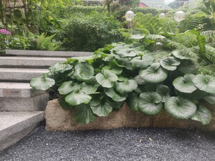 石边绿植景观