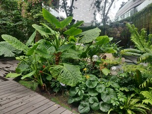 温室中的繁茂绿植景观