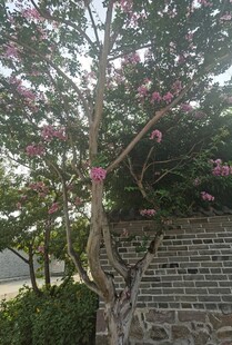 繁花满树的独特造型树木