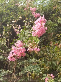 粉色繁花绽放枝头