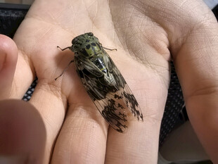 手掌上斑斓的蝉