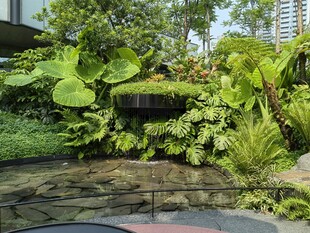 庭院绿植景观一角