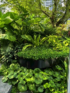 绿植墙景观 生机盎然