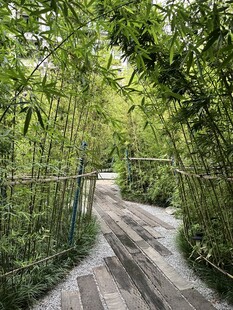 竹林间的幽静小道