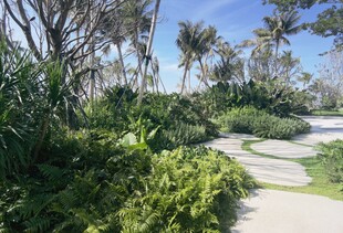 海滨绿植环绕的蜿蜒小径