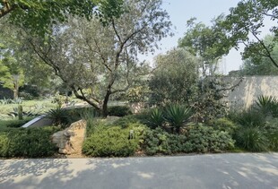 静谧林间景观