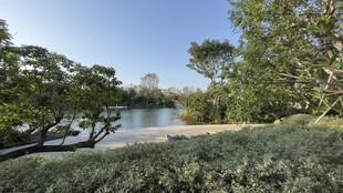 湖畔绿植景观
