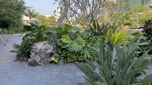 庭院绿植景观一角