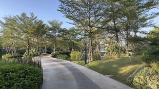 林间蜿蜒小路