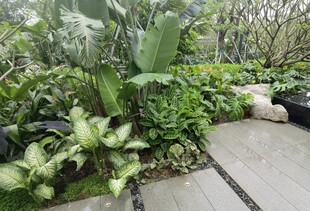 庭院绿植景观一角