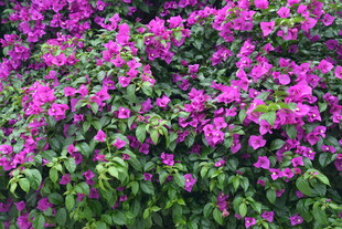 繁花似锦的紫色花卉景观