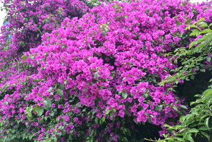 盛开的艳丽三角梅