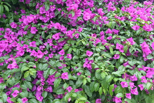 繁茂紫花三角梅绽放