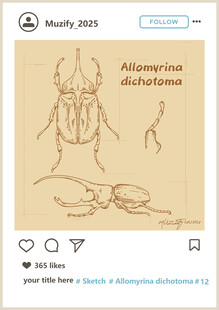 双叉犀金龟素描画