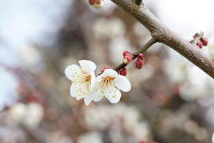 白梅花