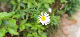 小径旁绽放的清新小雏菊