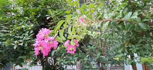 娇艳粉色花朵绽放枝头