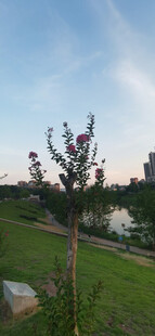湖畔绿植景观