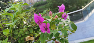 娇艳三角梅绽放绿叶间