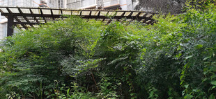 庭院绿植景观