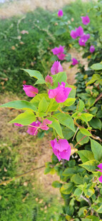 绽放的紫色花卉