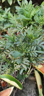 菊花植株盆栽景观