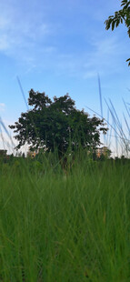 翠绿草地与远处树木景观