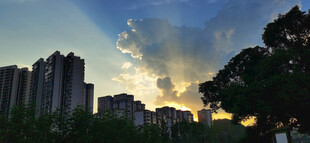 夕阳下的城市与树木景观