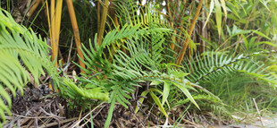 繁茂蕨类绿植景观