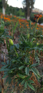 菊花植株景观