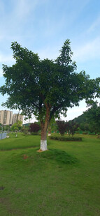 户外绿树草地风景图