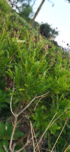 翠绿菊花植株