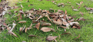 草地上的枯叶与树枝