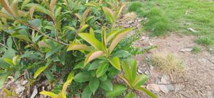绿叶植物特写