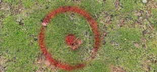 翠绿草地上的红色环形图案