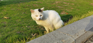 草地上的可爱白色小猫