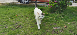 草地上行走的白色猫咪