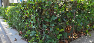 整齐绿植墙