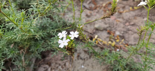 石边绽放的素雅小白花
