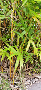 公园里繁茂的金竹