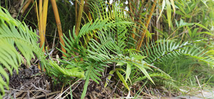 繁茂蕨类绿植景观