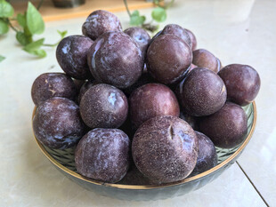 盘中紫李饱满诱人
