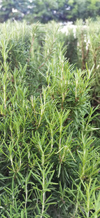 田野中的茂盛迷迭香