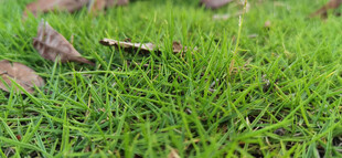 翠绿草地与落叶景象