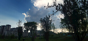 夕阳下的城市与树木剪影景观