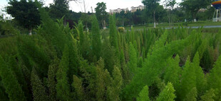 翠绿茂盛的狐尾天门冬景观