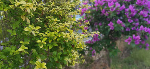 多彩花卉与绿植景观