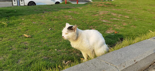 草地上的可爱白色猫咪